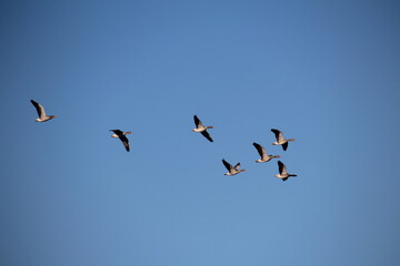 birds in flight