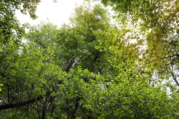 Beautiful view of trees with green leaves in forest