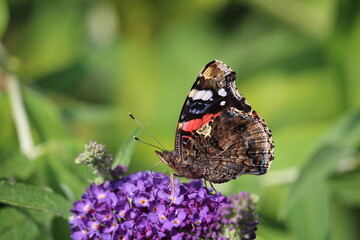 butterfly on a flower