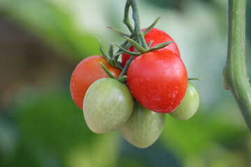 tomatoes on vine