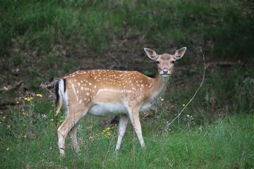 white deer