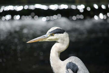 heron