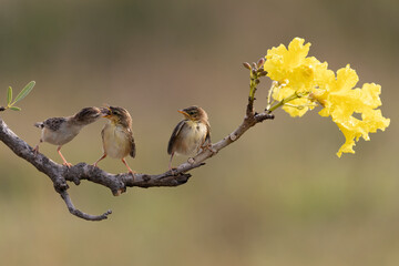 Yellow Sunbird just feeding her chick in the bright morning with bokeh background.