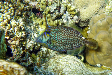 Honeycomb Filefish Cantherhines Pardalis ,Red sea 