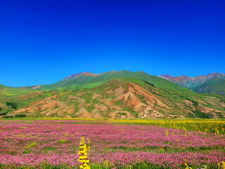 A field of pink flowers at the foot of the mountains