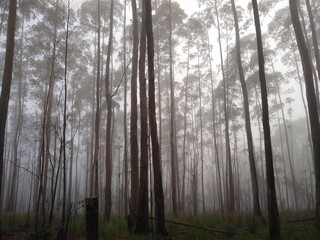 forest in fog
