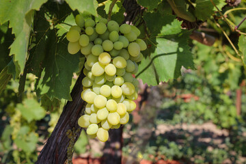 Ripe green grape in vineyard. Grapes green taste sweet growing natural.
