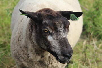 portrait of a sheep