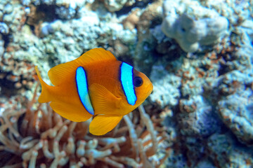 Fototapeta na wymiar Red Sea anemonefish - Red Sea clownfish (Amphiprion bicinctus)