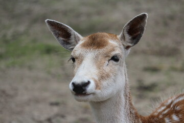 white deer