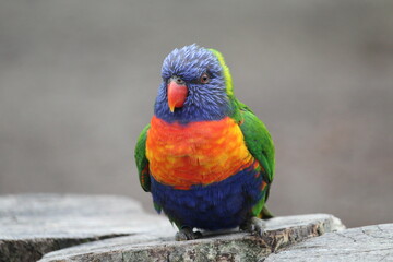 rainbow lorikeet parrot