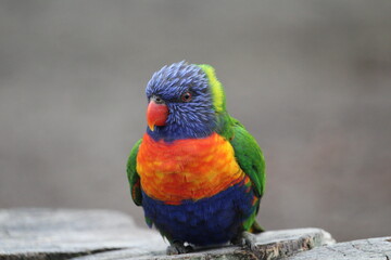 rainbow lorikeet parrot