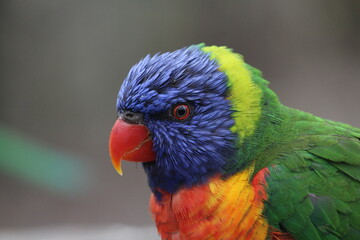 rainbow lorikeet parrot