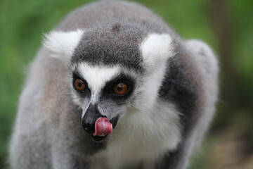 lemur