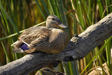Wild mallard on the river, resting on a dry branch on a sunny summer day, close-up, in natural habitat.