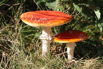 amanita muscaria fly agaric