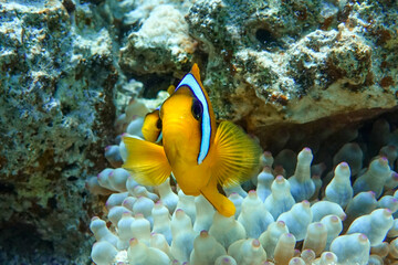 Fototapeta na wymiar Red Sea anemonefish - Red Sea clownfish (Amphiprion bicinctus) in bubble anemone. Close up. 