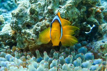 Fototapeta na wymiar Red Sea anemonefish - Red Sea clownfish (Amphiprion bicinctus) in bubble anemone. Close up. 
