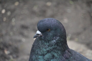 close up of a pigeon