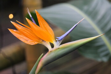Obraz premium close up of orange flower