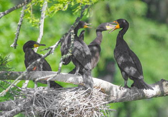 double crested cormorant - Phalacrocorax auritus - nest with adult feeding babies that haven’t fledged yet