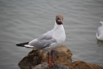 black headed gull