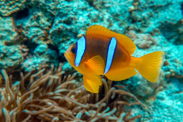 Fototapeta na wymiar Red Sea anemonefish - Red Sea clownfish (Amphiprion bicinctus)