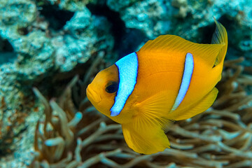 Red Sea anemonefish - Red Sea clownfish  (Amphiprion bicinctus)