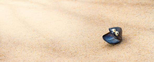 Summer background - shell hell in the form of a funny face on the sand in the sea surf. Horizontal banner with copy space for text