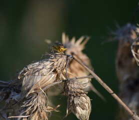 yellow Dung fly on Thistle