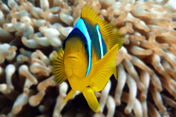 Naklejka na ściany i meble Red Sea anemonefish - Red Sea clownfish (Amphiprion bicinctus)