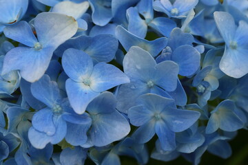Hydrangea Paniculata. Blue flower close-up. Hydrangea flowers after the rain.