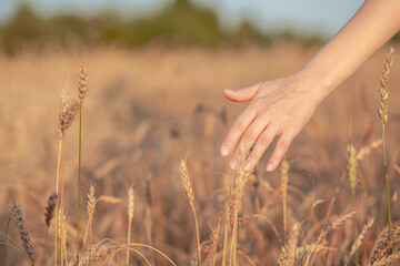 Wheat field. Hands holding ears of golden wheat close up. Beautiful Nature Sunset Landscape. Rural Scenery under Shining Sunlight. Background of ripening ears of wheat field. Rich harvest Concept