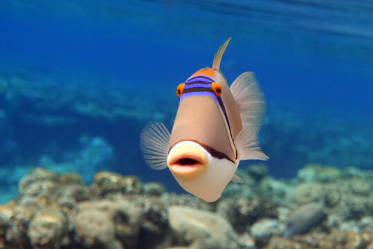 Picasso triggerfish (Rhinecanthus aculeatus) , coral fish on the coral reef.