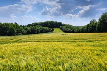 Countryside in Poland - barley fields