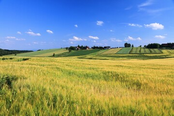 Agricultural land in Poland - barley fields