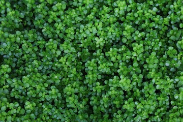 Pilea green plant background
