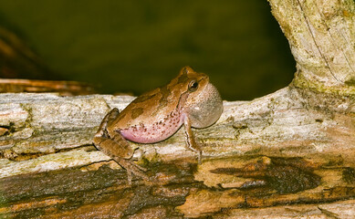 Male pinewoods tree frog - Dryophytes femoralis - calling from a log with vocal sac extended
