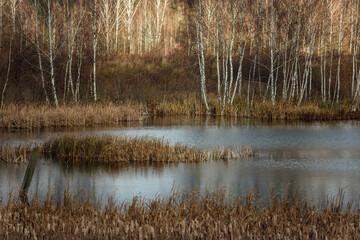a grassy lake shore. the wildlife of the reserve without the presence of a person. tall grass and trees without leaves. autumn landscape with a pond and a forest