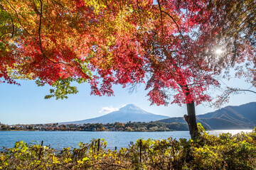 Japanese maple tree and Mount Fuji at Lake Kawaguchiko during autumn season, Yamanashi Prefecture, Japan