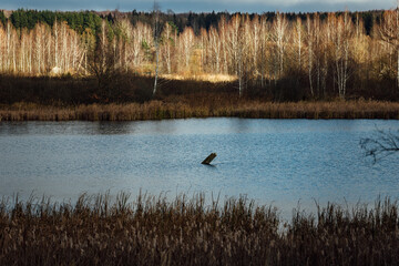 a grassy lake shore. the wildlife of the reserve without the presence of a person. tall grass and trees without leaves. autumn landscape with a pond and a forest