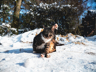 Fototapeta premium Street cat sitting on snow