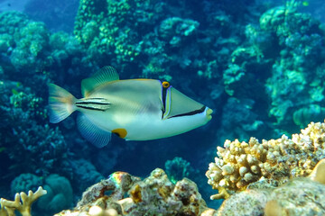 Naklejka na ściany i meble Picasso triggerfish (Rhinecanthus aculeatus) , coral fish on the coral reef.