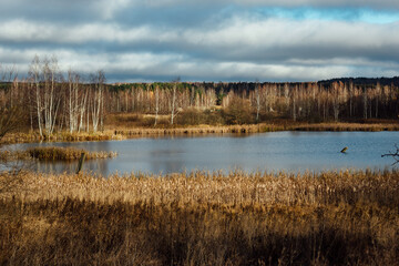 a grassy lake shore. the wildlife of the reserve without the presence of a person. tall grass and trees without leaves. autumn landscape with a pond and a forest