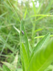 A tiny fly on a leaf