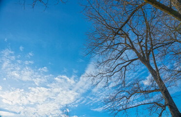 bare tree branches against a blue sky with clouds