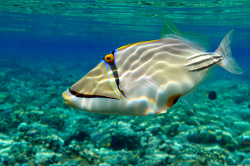 Picasso triggerfish (Rhinecanthus aculeatus) , coral fish on the coral reef.