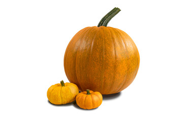 Pumpkins isolated on white background