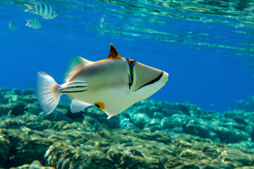 Fototapeta premium Picasso triggerfish (Rhinecanthus aculeatus) , coral fish on the coral reef.