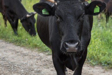 A black cow close-up. The animal is looking at the camera. Green tags in the ears. In the...